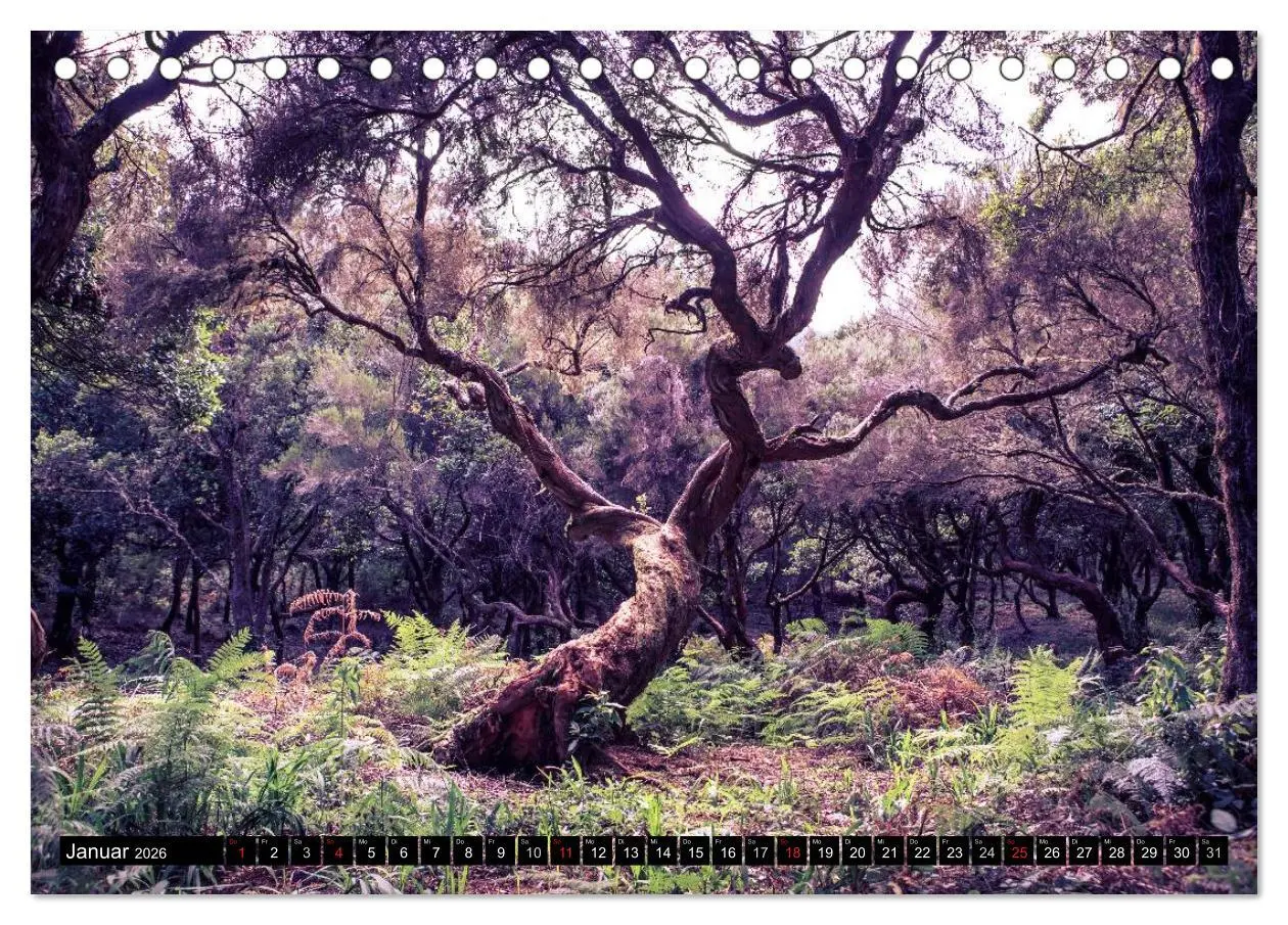 Bild: 9783516033830 | Madeira - Insel mitten im Atlantik (Tischkalender 2026 DIN A5...