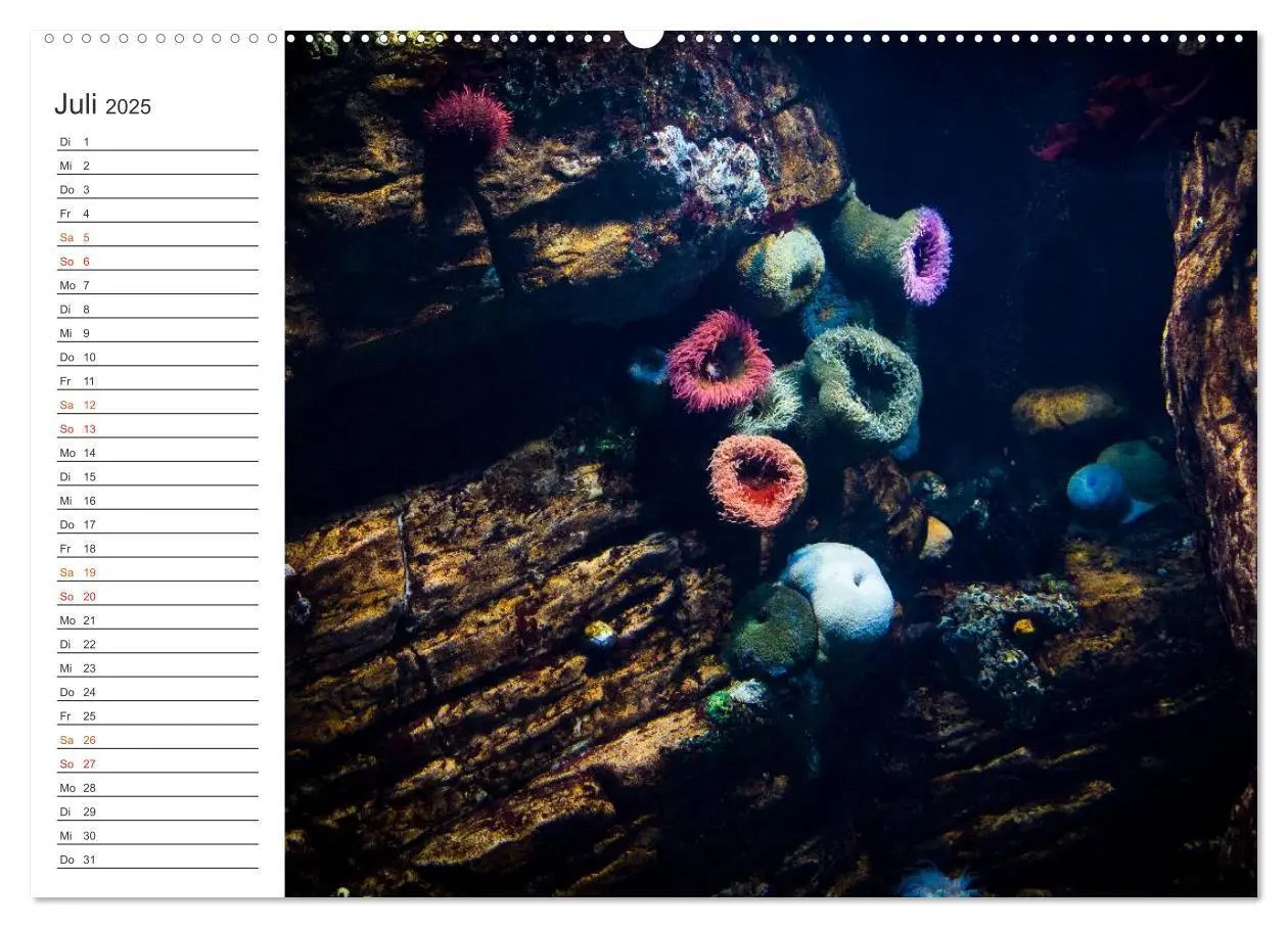 Bild: 9783435533930 | Die Farben der Ozeanwelt (Wandkalender 2025 DIN A2 quer), CALVENDO...