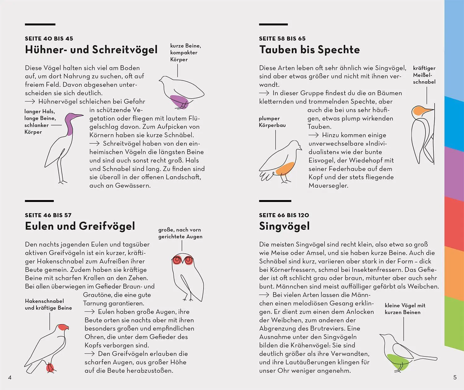 Bild: 9783440173930 | BASIC Vögel | Volker Dierschke | Taschenbuch | 128 S. | Deutsch | 2022