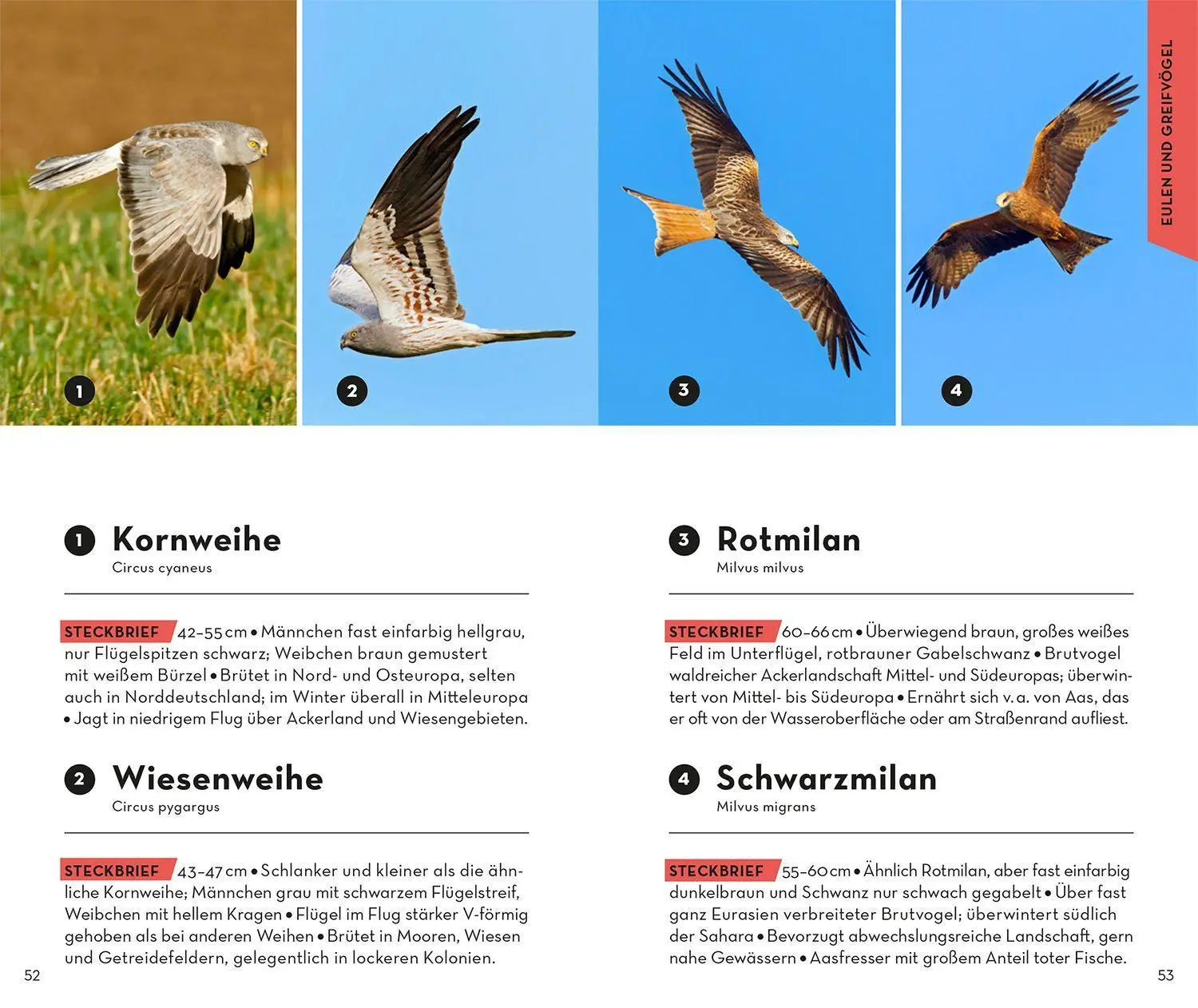 Bild: 9783440173930 | BASIC Vögel | Volker Dierschke | Taschenbuch | 128 S. | Deutsch | 2022