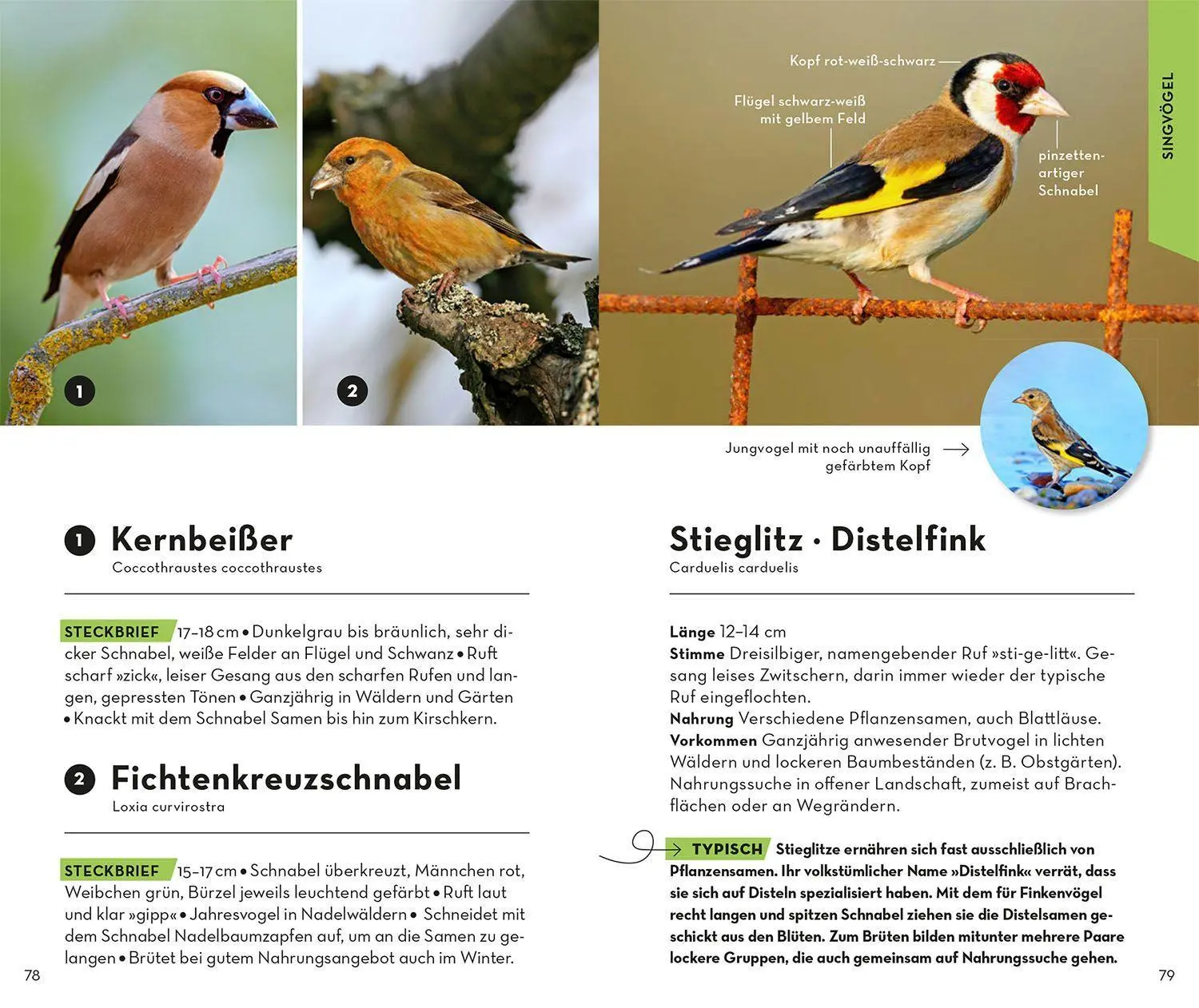 Bild: 9783440173930 | BASIC Vögel | Volker Dierschke | Taschenbuch | 128 S. | Deutsch | 2022