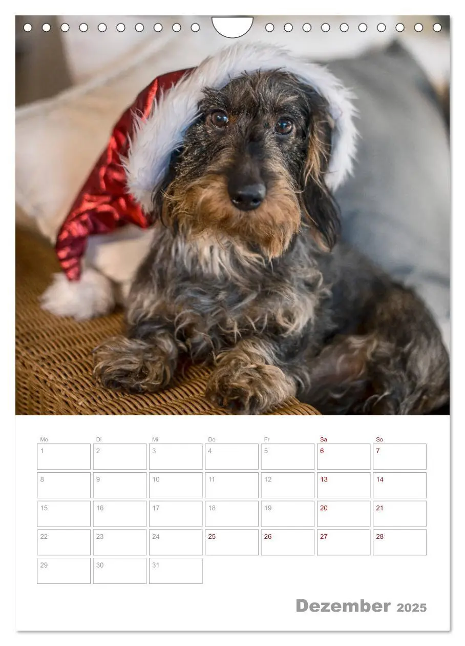 Bild: 9783435974030 | Dackelportraits (Wandkalender 2025 DIN A4 hoch), CALVENDO...
