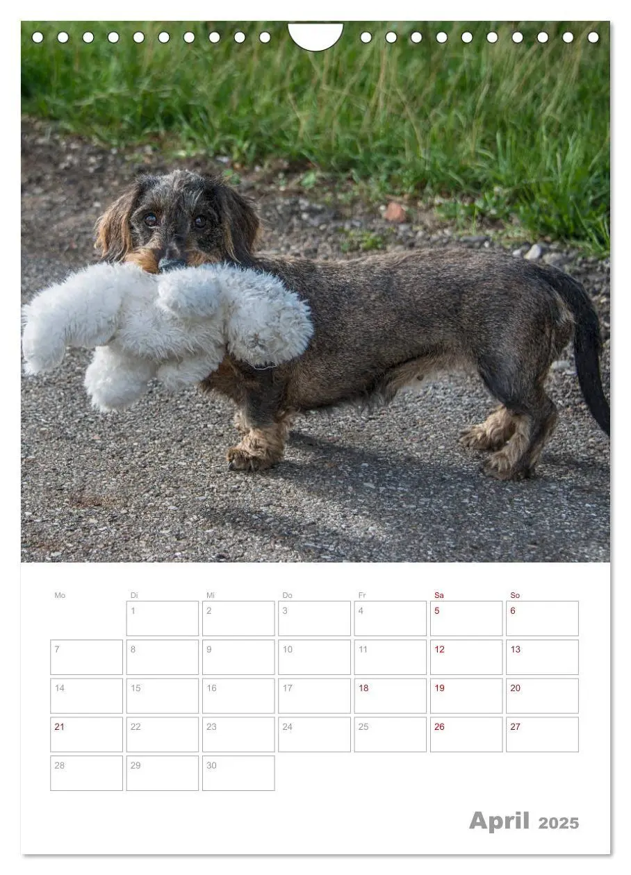 Bild: 9783435974030 | Dackelportraits (Wandkalender 2025 DIN A4 hoch), CALVENDO...