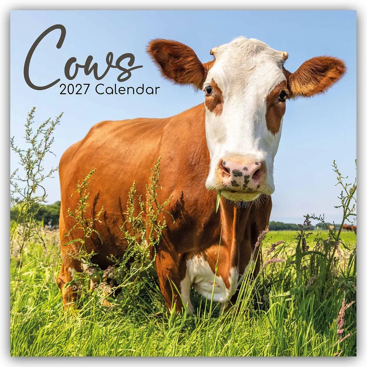 Cover: 9781805974130 | Cows - Kühe 2027 - 16-Monatskalender | Gifted Stationery Co. Ltd