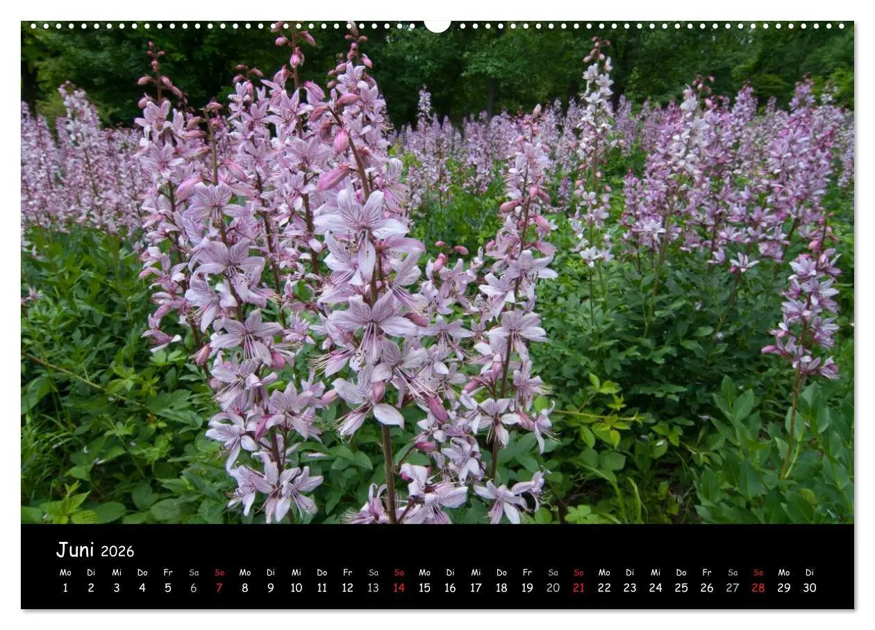 Bild: 9783516074130 | Faszination Harz 2026 (hochwertiger Premium Wandkalender 2026 DIN...