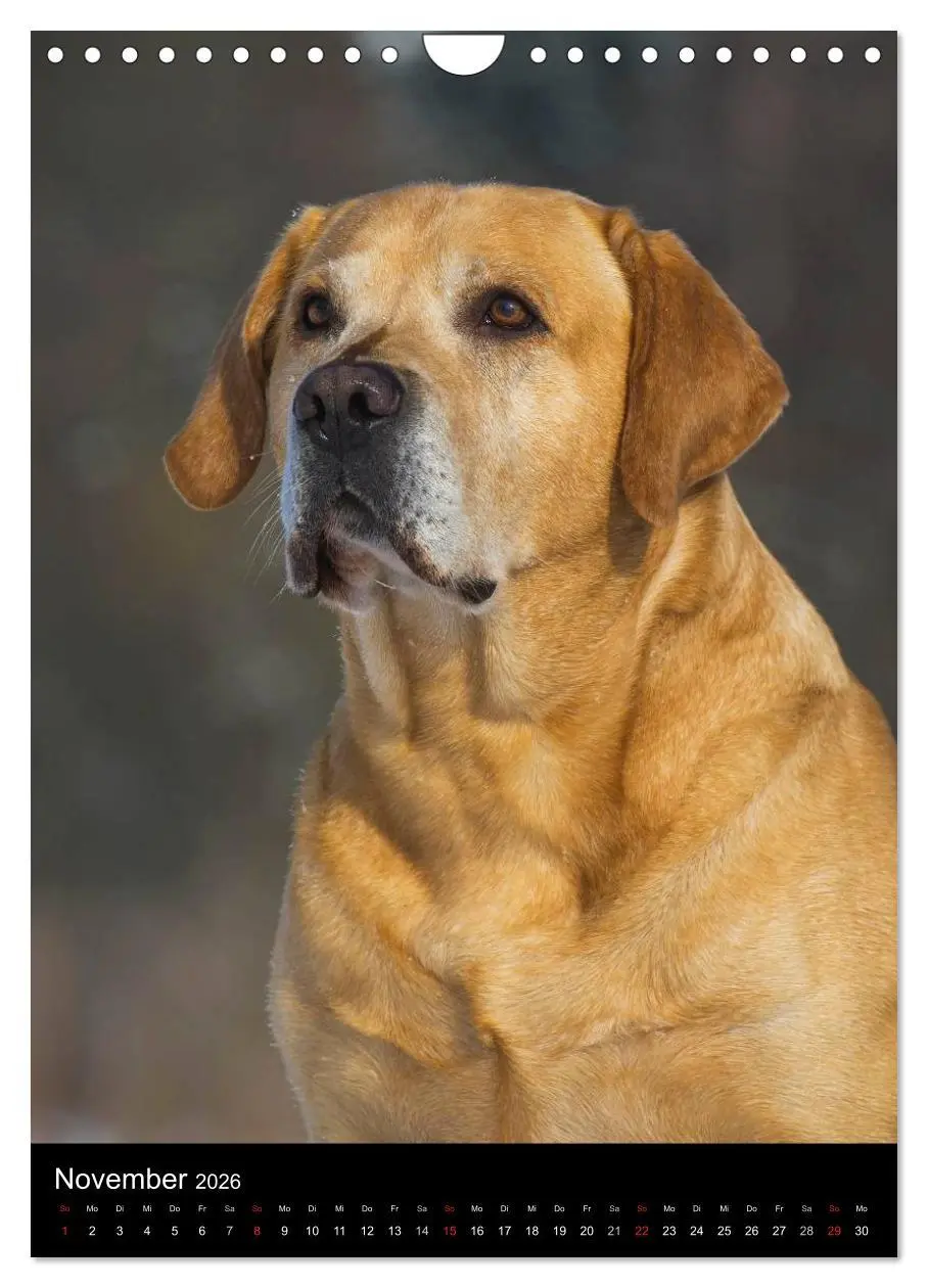 Bild: 9783516454130 | Faszination Labrador Retriever (Wandkalender 2026 DIN A4 hoch),...