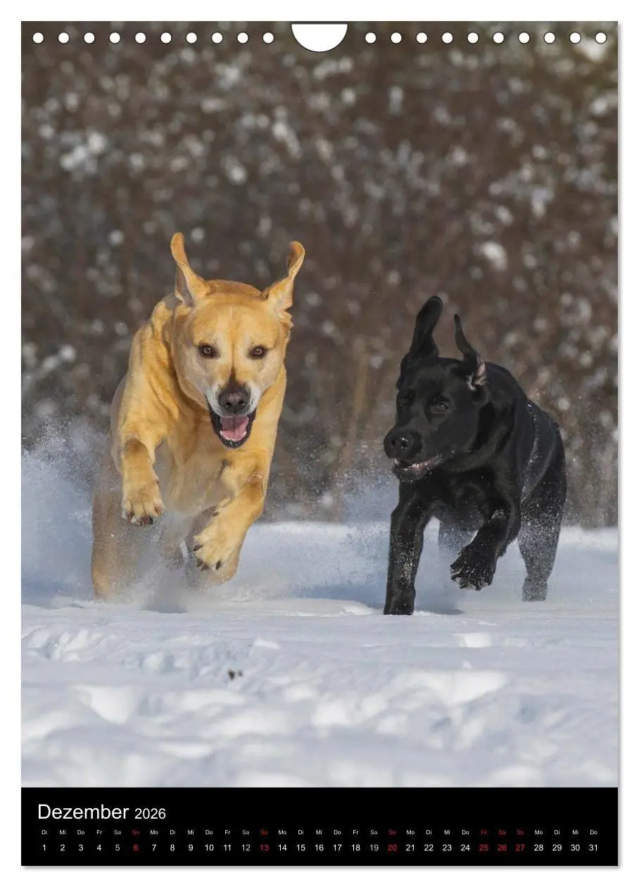 Bild: 9783516454130 | Faszination Labrador Retriever (Wandkalender 2026 DIN A4 hoch),...