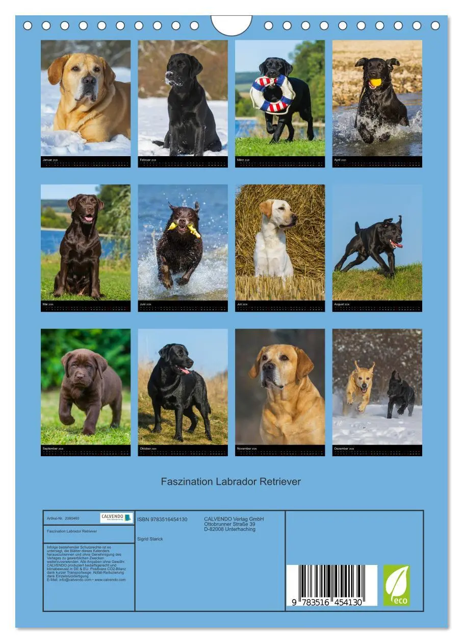 Bild: 9783516454130 | Faszination Labrador Retriever (Wandkalender 2026 DIN A4 hoch),...
