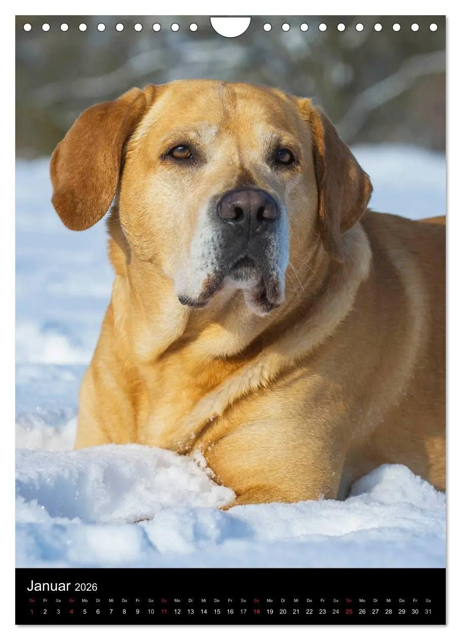 Bild: 9783516454130 | Faszination Labrador Retriever (Wandkalender 2026 DIN A4 hoch),...