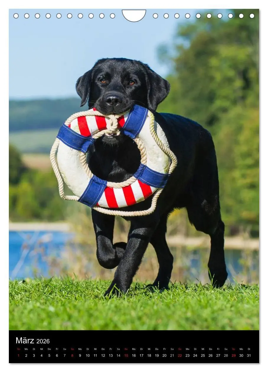Bild: 9783516454130 | Faszination Labrador Retriever (Wandkalender 2026 DIN A4 hoch),...