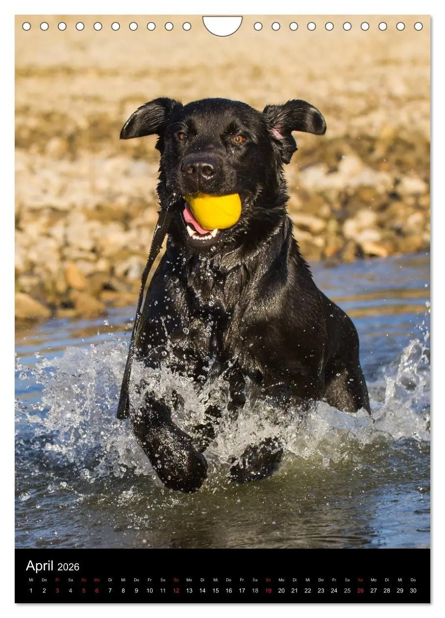 Bild: 9783516454130 | Faszination Labrador Retriever (Wandkalender 2026 DIN A4 hoch),...