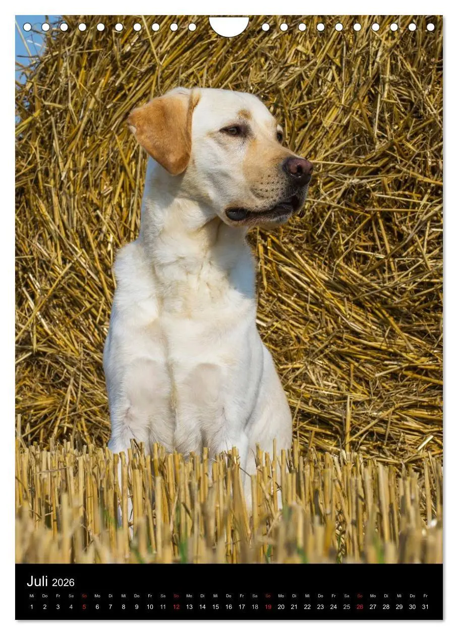 Bild: 9783516454130 | Faszination Labrador Retriever (Wandkalender 2026 DIN A4 hoch),...