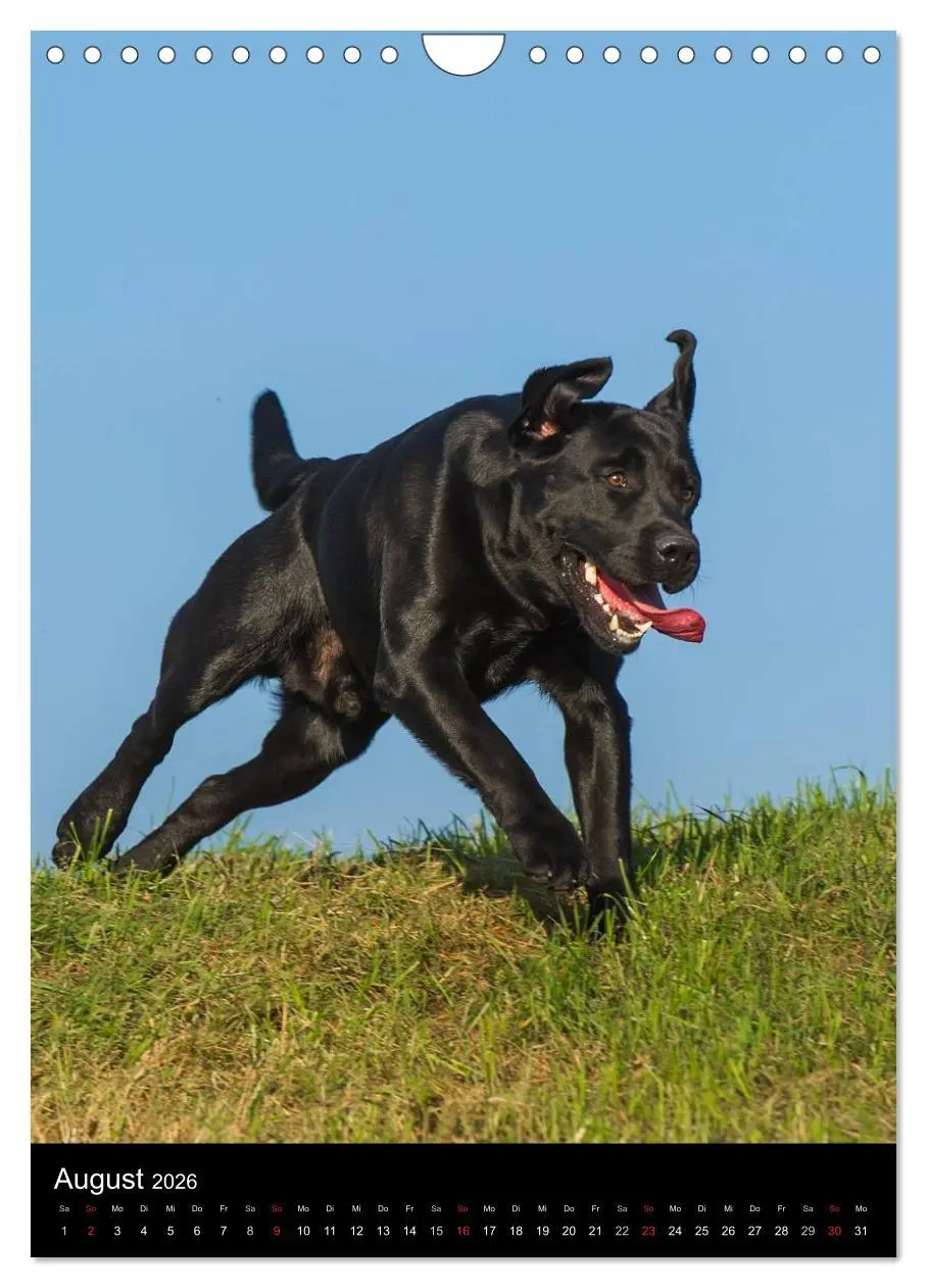 Bild: 9783516454130 | Faszination Labrador Retriever (Wandkalender 2026 DIN A4 hoch),...