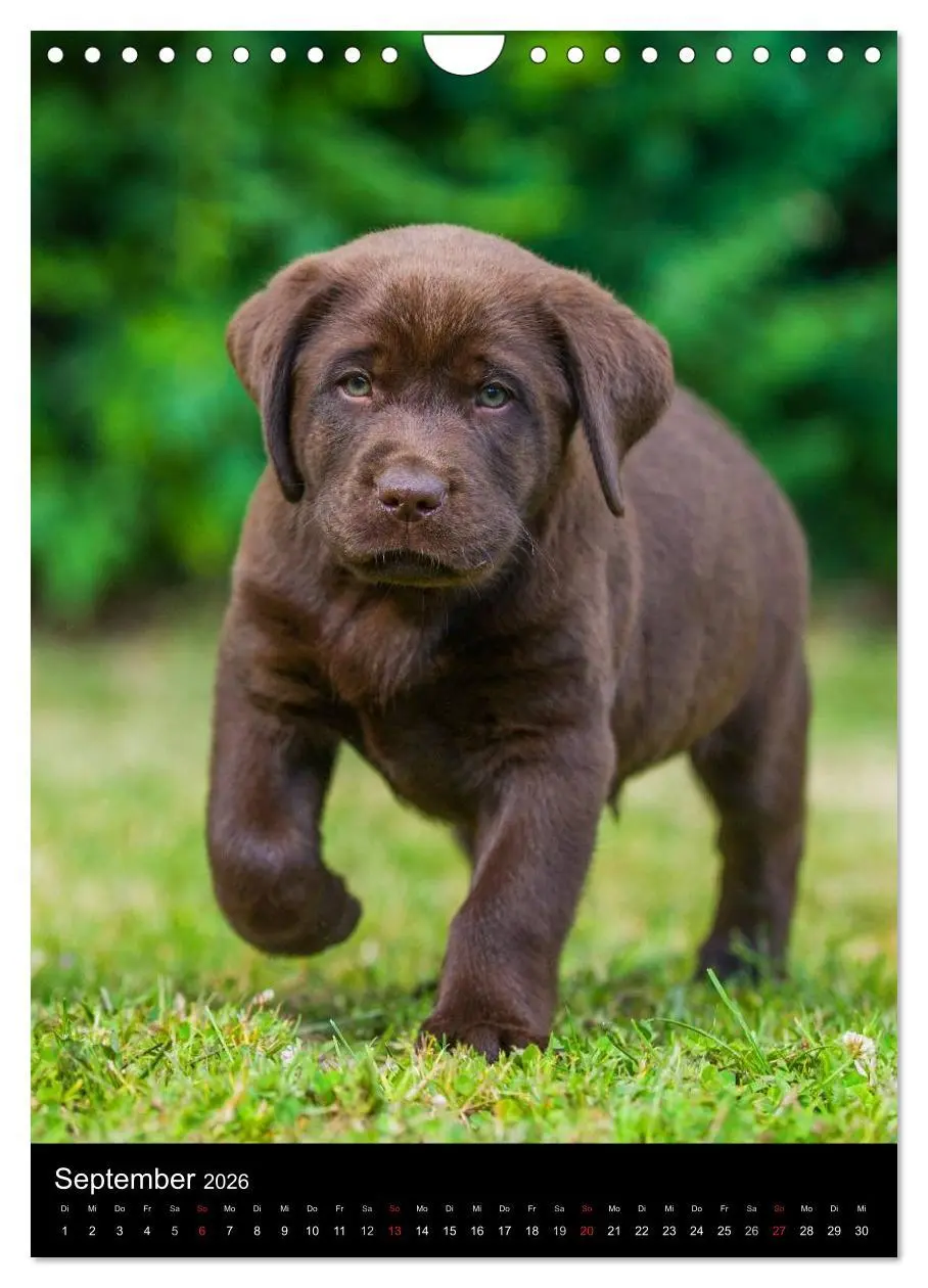 Bild: 9783516454130 | Faszination Labrador Retriever (Wandkalender 2026 DIN A4 hoch),...