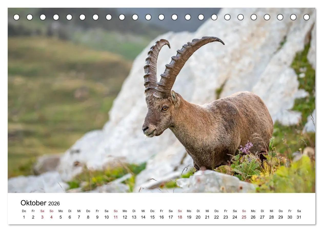 Bild: 9783457284230 | Steinböcke - Eindrückliche Könige der Alpen (Tischkalender 2026 DIN...