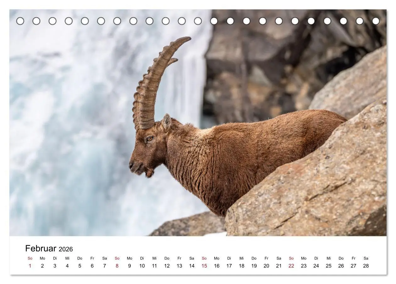 Bild: 9783457284230 | Steinböcke - Eindrückliche Könige der Alpen (Tischkalender 2026 DIN...