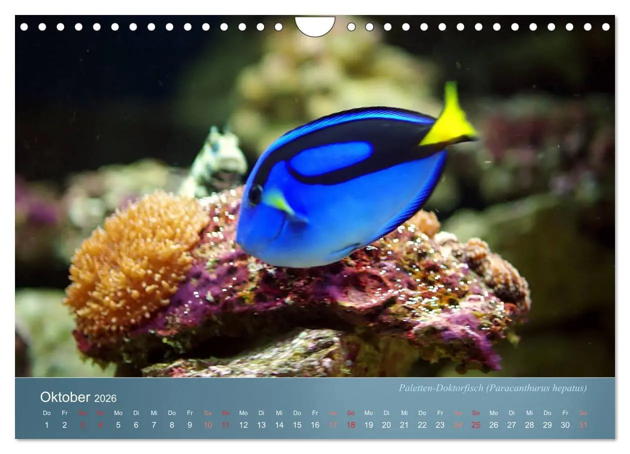 Bild: 9783516134230 | Bunte Riffbewohner - Fische, Anemonen und noch viel mehr...