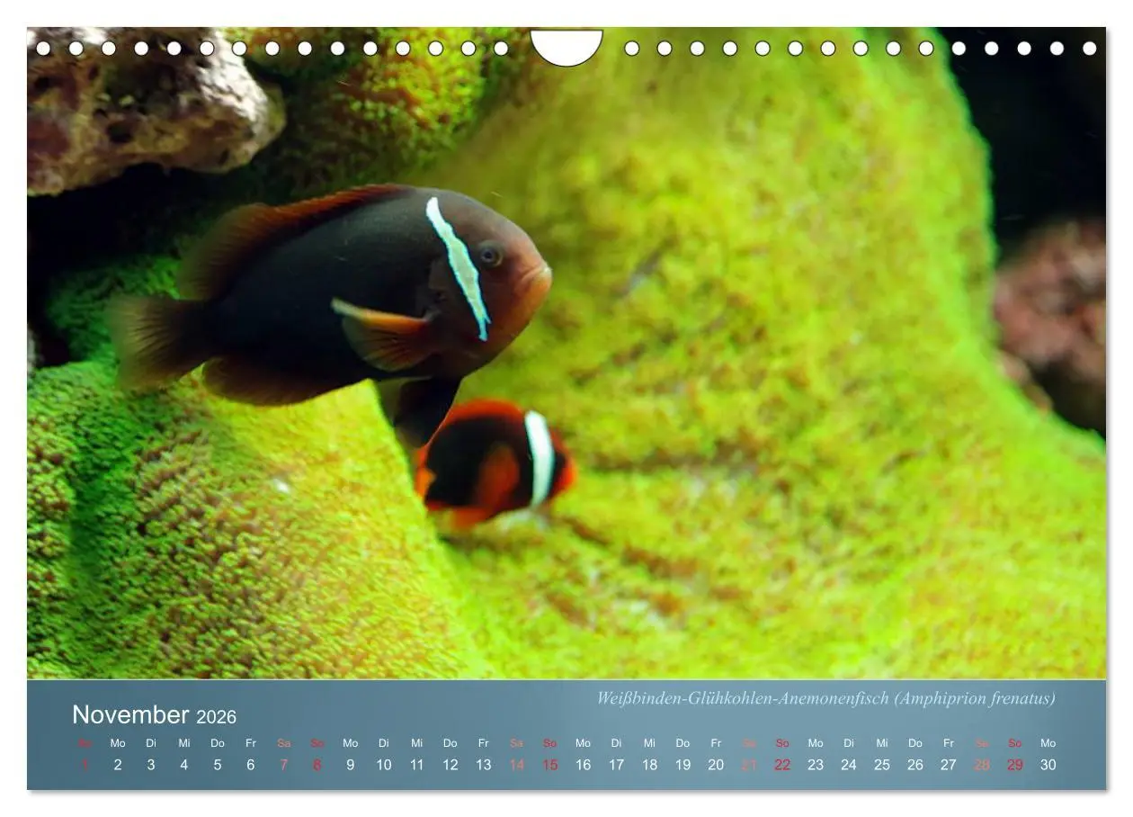 Bild: 9783516134230 | Bunte Riffbewohner - Fische, Anemonen und noch viel mehr...