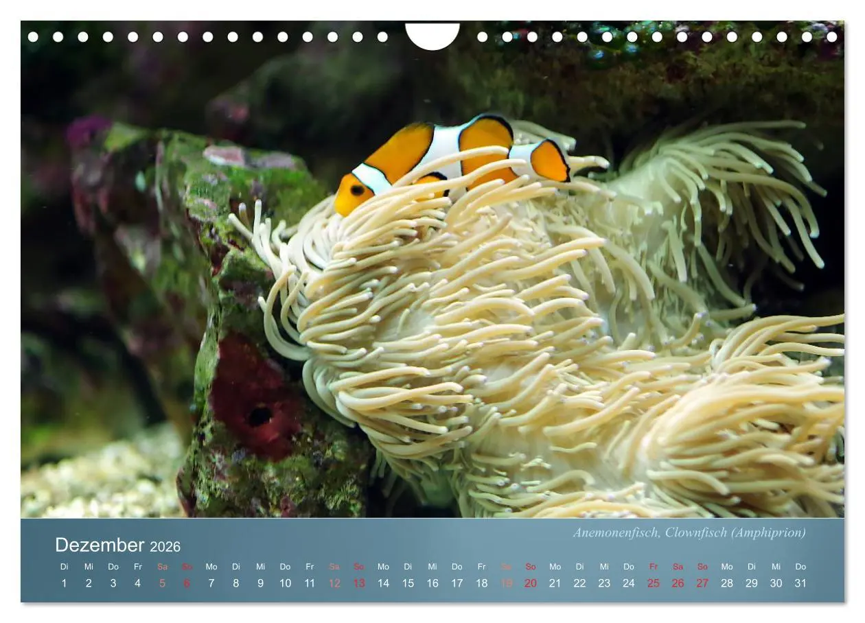 Bild: 9783516134230 | Bunte Riffbewohner - Fische, Anemonen und noch viel mehr...