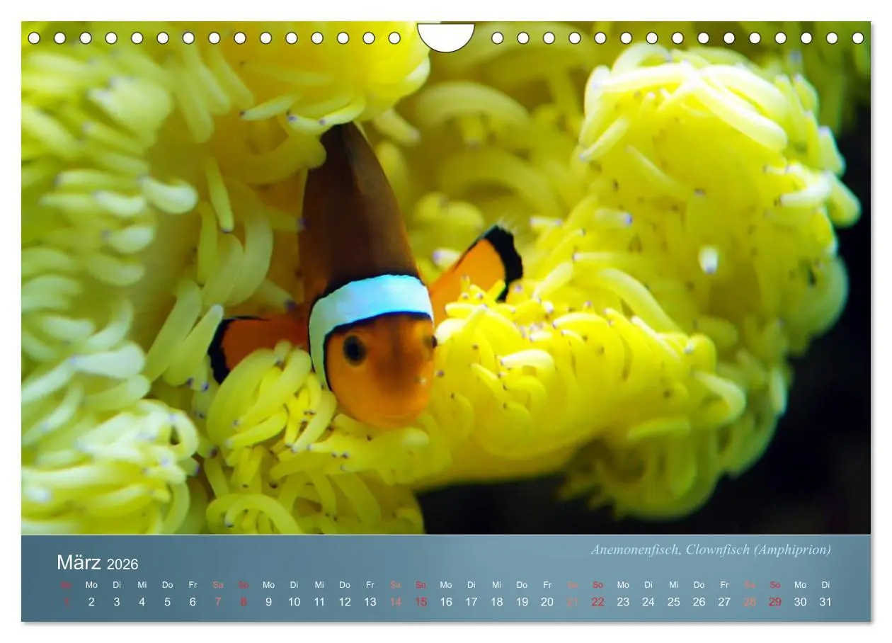 Bild: 9783516134230 | Bunte Riffbewohner - Fische, Anemonen und noch viel mehr...