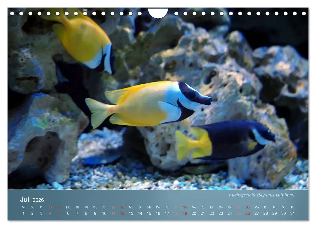 Bild: 9783516134230 | Bunte Riffbewohner - Fische, Anemonen und noch viel mehr...