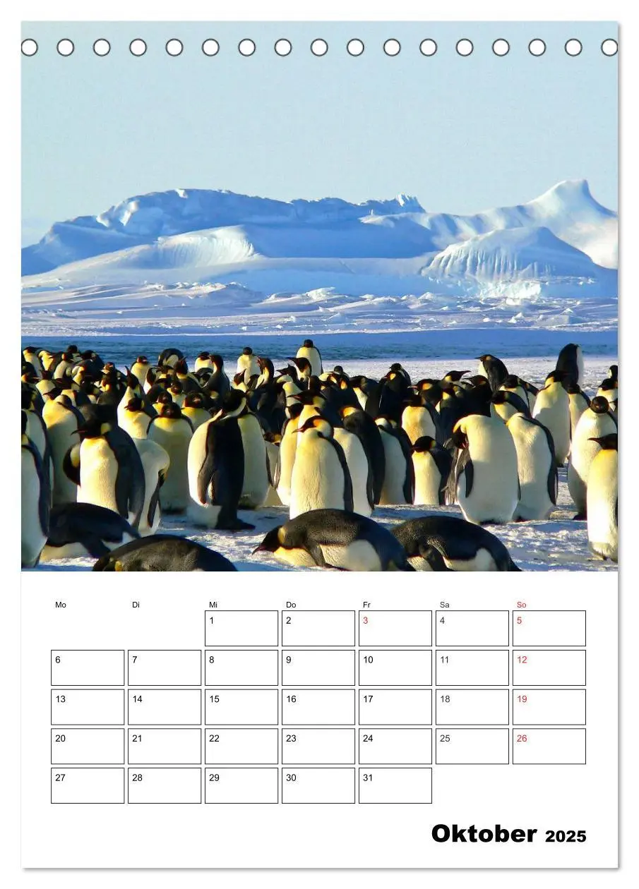 Bild: 9783457034330 | Pinguine. Familienglück im Eis (Tischkalender 2025 DIN A5 hoch),...