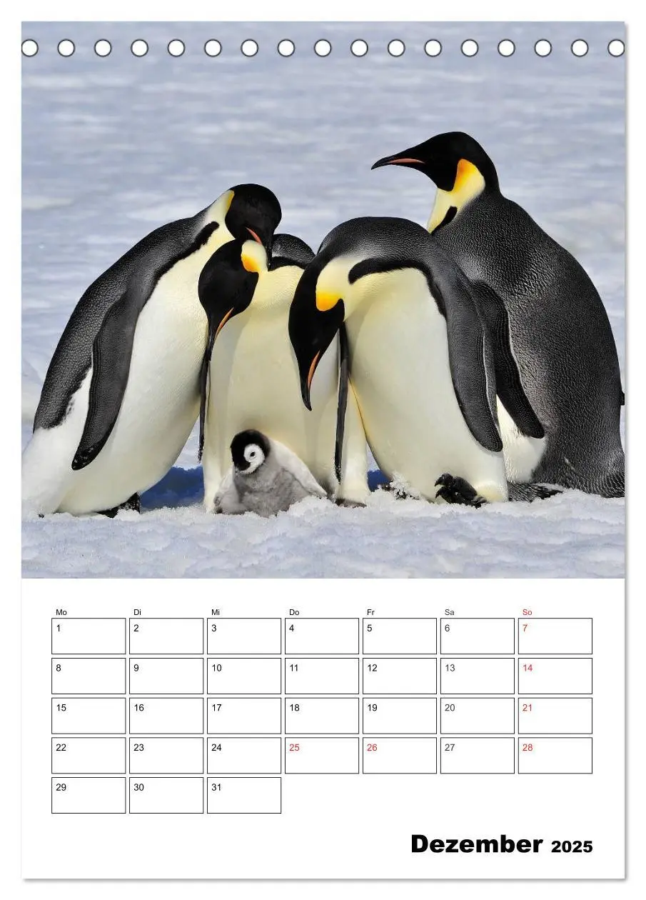 Bild: 9783457034330 | Pinguine. Familienglück im Eis (Tischkalender 2025 DIN A5 hoch),...