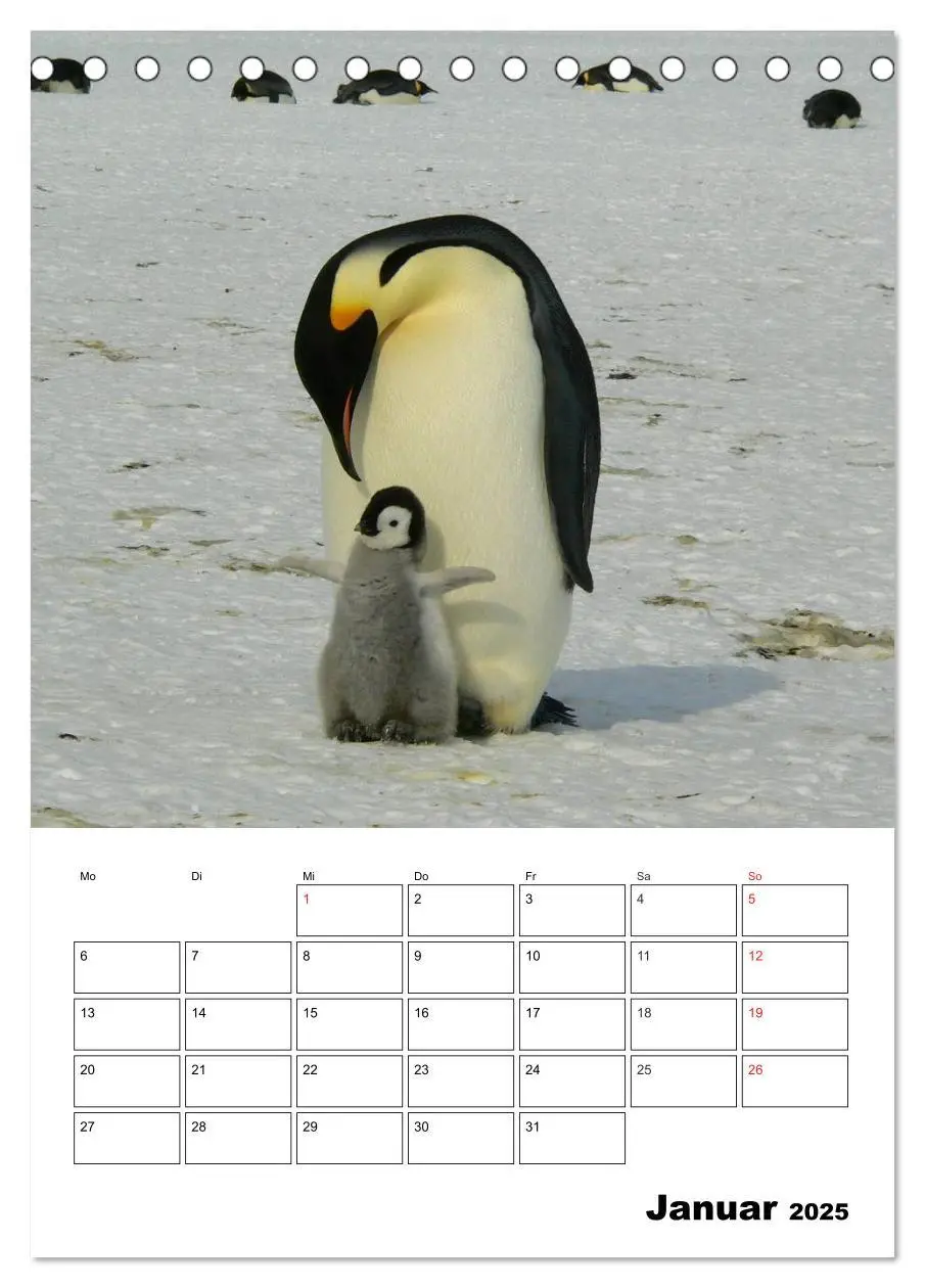 Bild: 9783457034330 | Pinguine. Familienglück im Eis (Tischkalender 2025 DIN A5 hoch),...