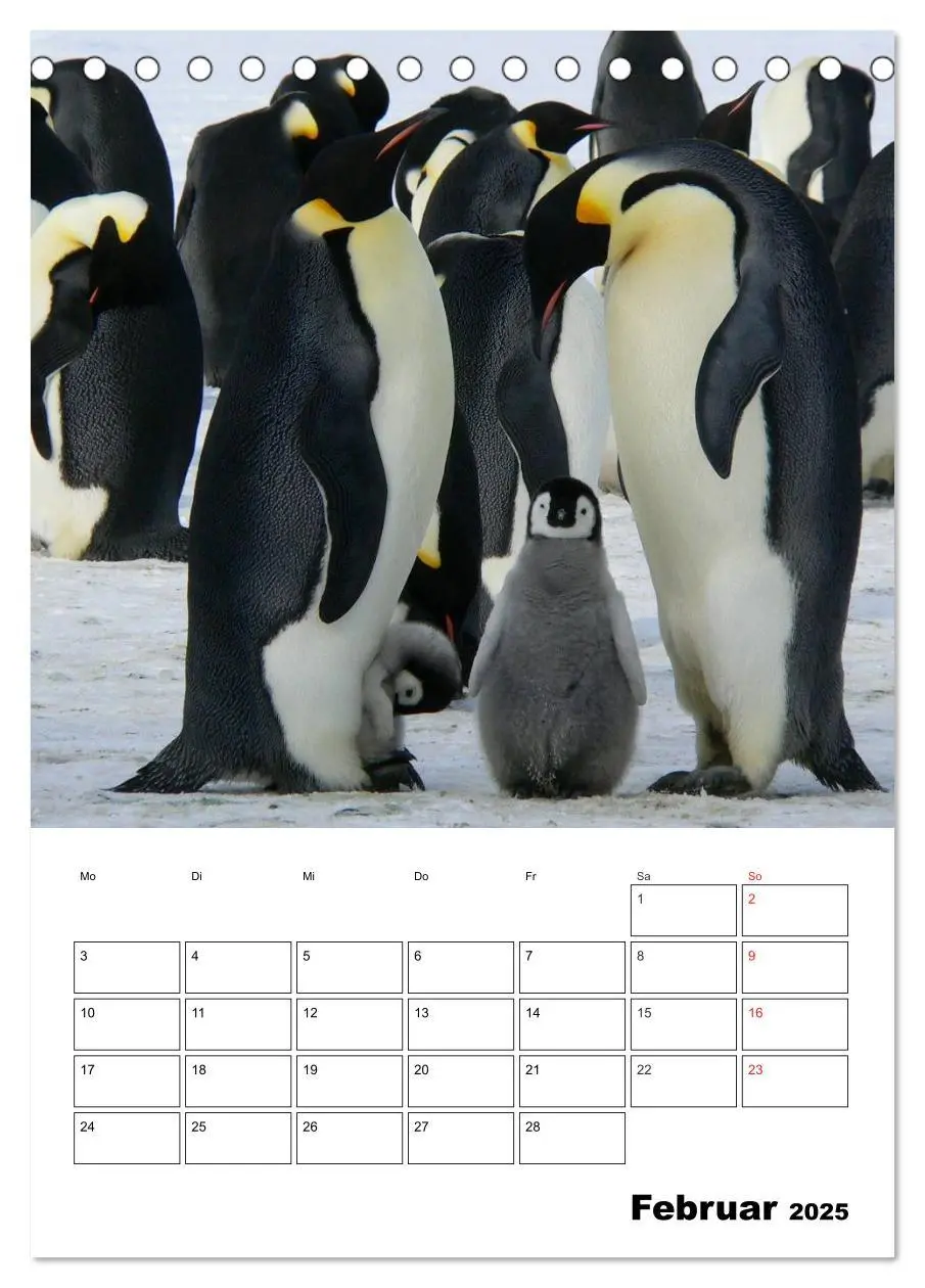 Bild: 9783457034330 | Pinguine. Familienglück im Eis (Tischkalender 2025 DIN A5 hoch),...
