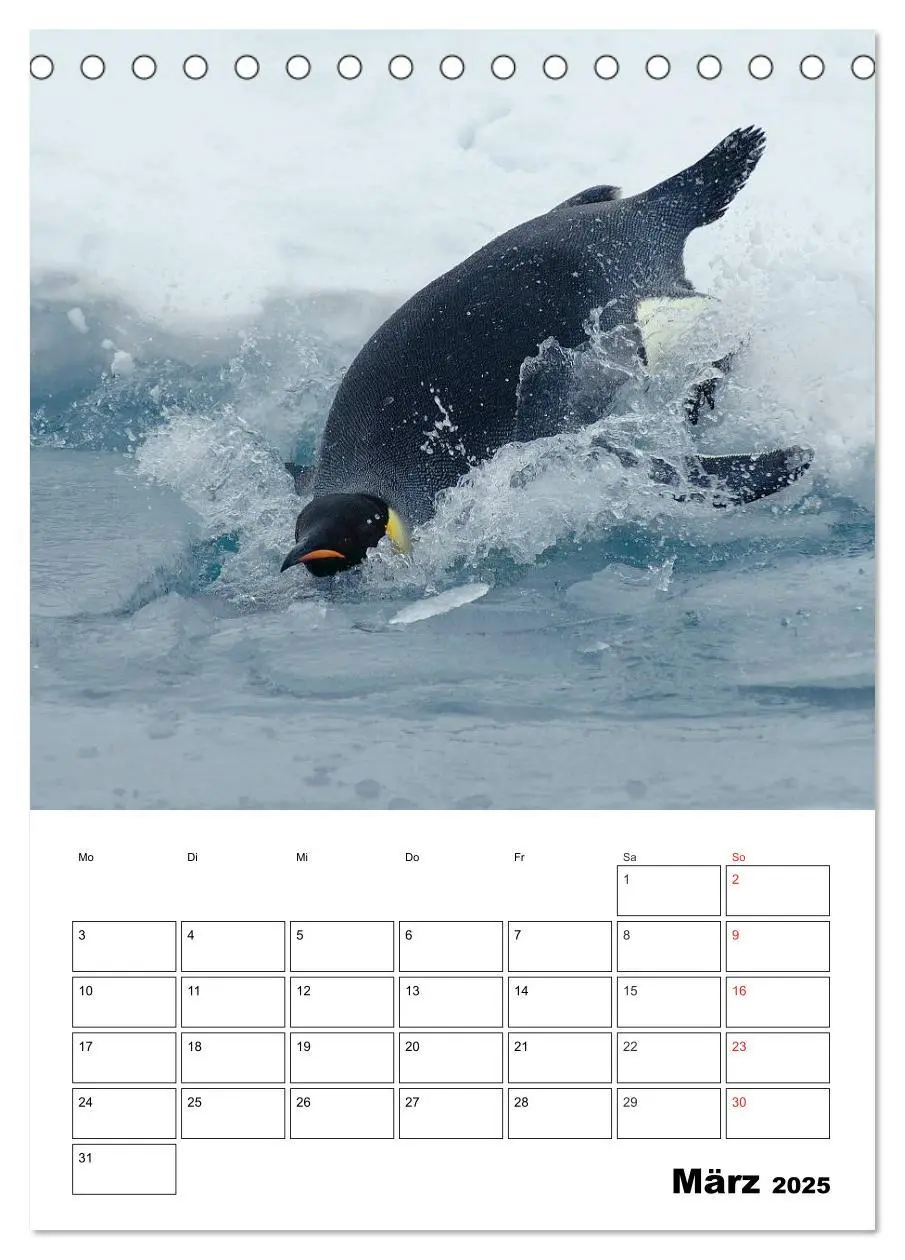 Bild: 9783457034330 | Pinguine. Familienglück im Eis (Tischkalender 2025 DIN A5 hoch),...