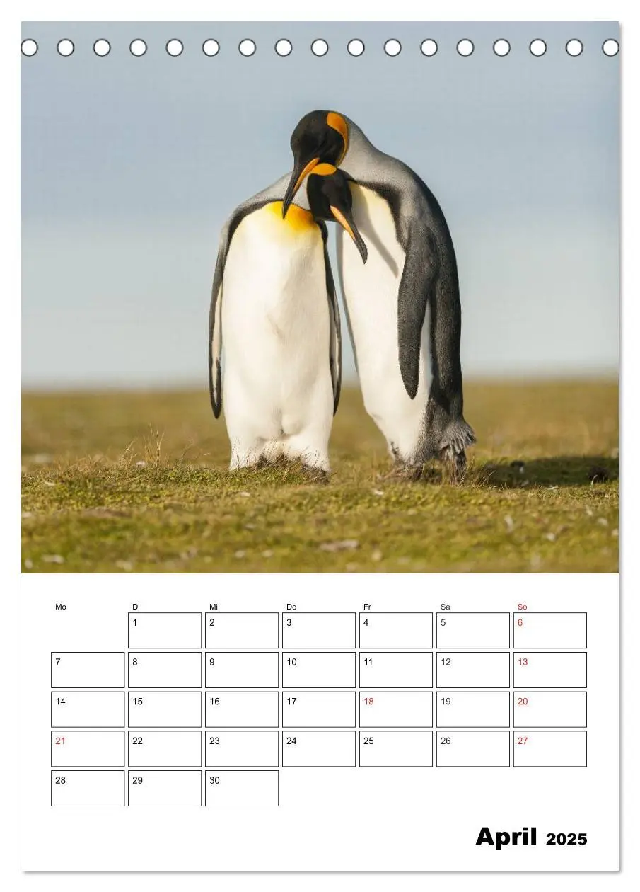 Bild: 9783457034330 | Pinguine. Familienglück im Eis (Tischkalender 2025 DIN A5 hoch),...