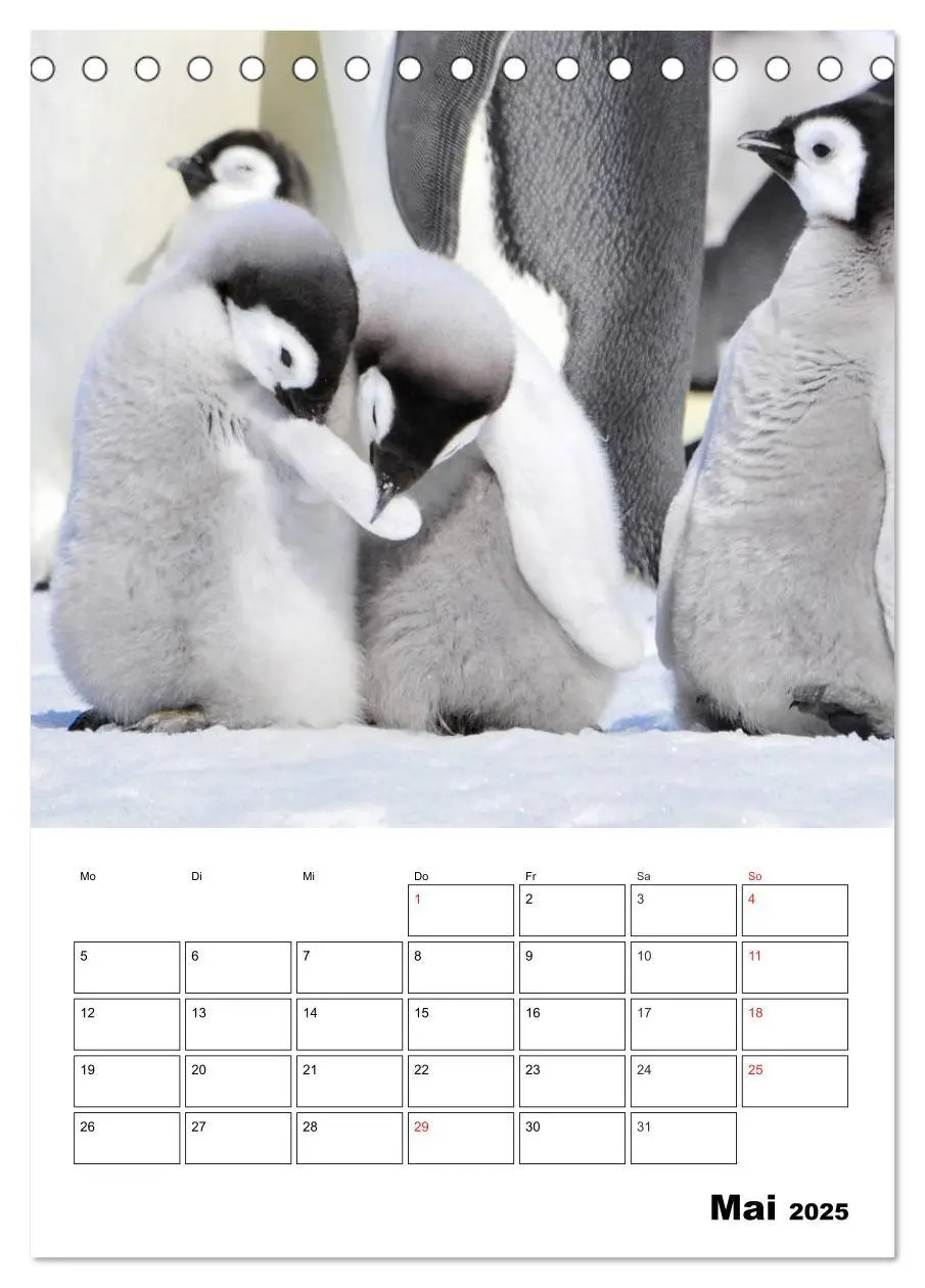 Bild: 9783457034330 | Pinguine. Familienglück im Eis (Tischkalender 2025 DIN A5 hoch),...