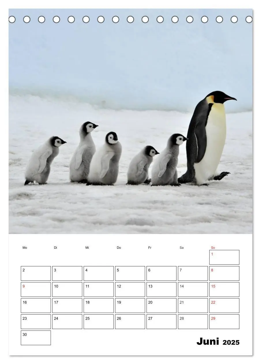 Bild: 9783457034330 | Pinguine. Familienglück im Eis (Tischkalender 2025 DIN A5 hoch),...