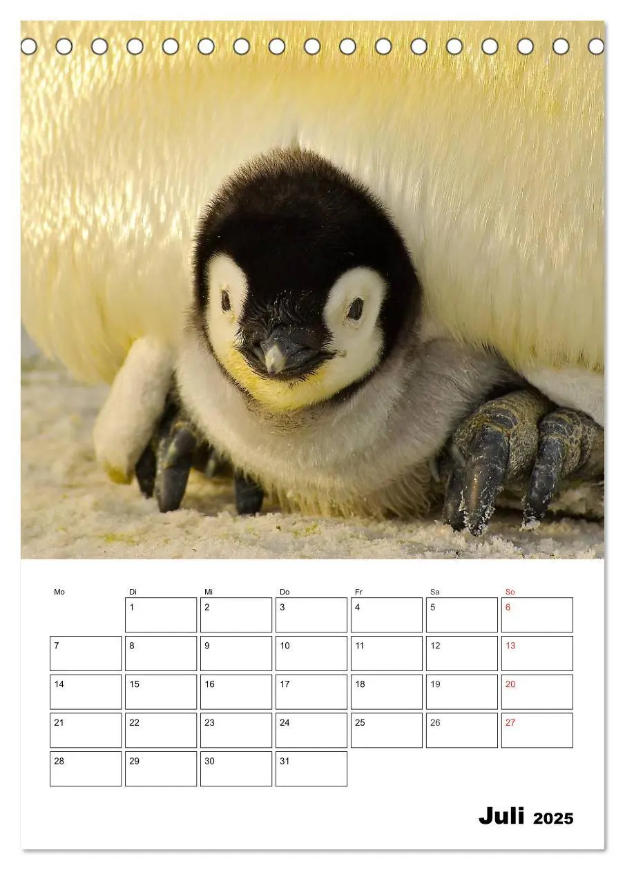 Bild: 9783457034330 | Pinguine. Familienglück im Eis (Tischkalender 2025 DIN A5 hoch),...