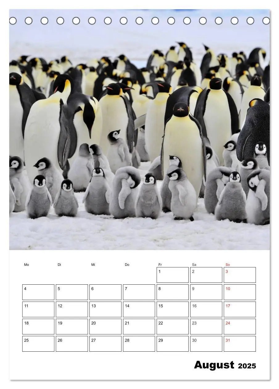 Bild: 9783457034330 | Pinguine. Familienglück im Eis (Tischkalender 2025 DIN A5 hoch),...