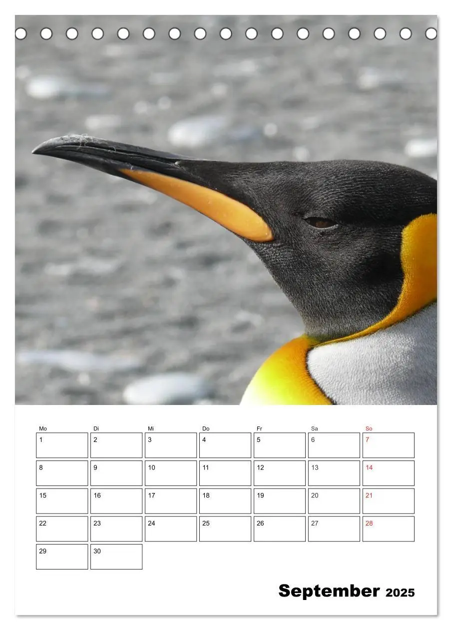 Bild: 9783457034330 | Pinguine. Familienglück im Eis (Tischkalender 2025 DIN A5 hoch),...
