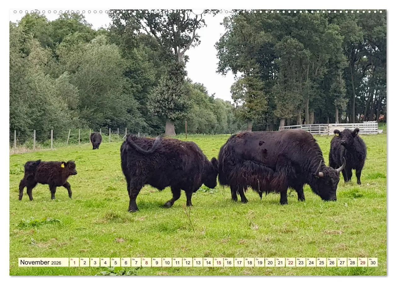 Bild: 9783457724330 | Die anmutigste Rinderrasse - Das schottische Hochlandrind...