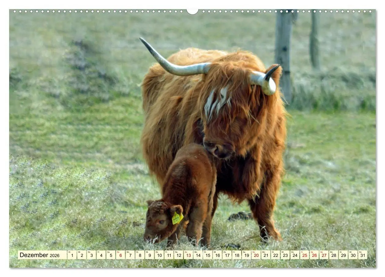 Bild: 9783457724330 | Die anmutigste Rinderrasse - Das schottische Hochlandrind...