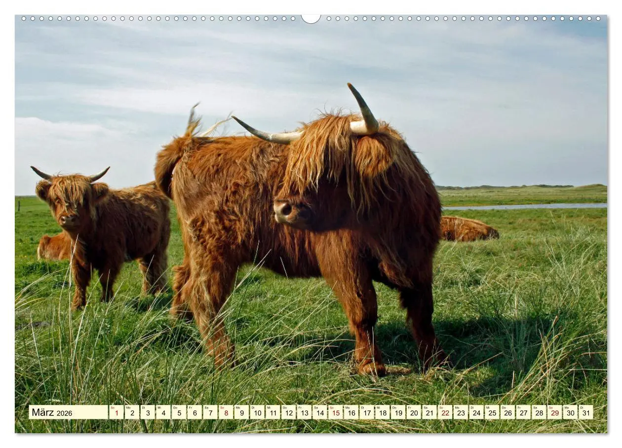 Bild: 9783457724330 | Die anmutigste Rinderrasse - Das schottische Hochlandrind...