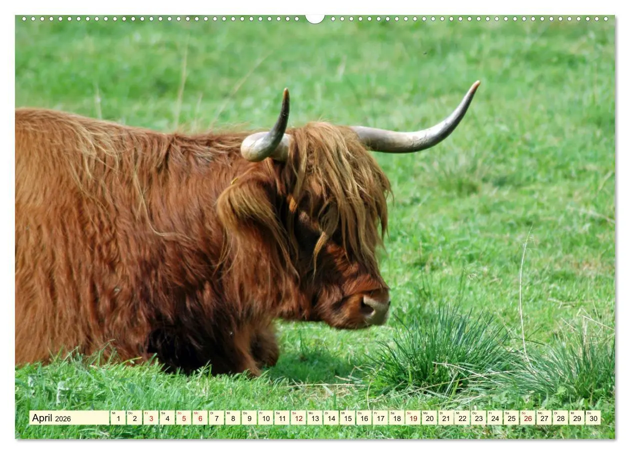 Bild: 9783457724330 | Die anmutigste Rinderrasse - Das schottische Hochlandrind...