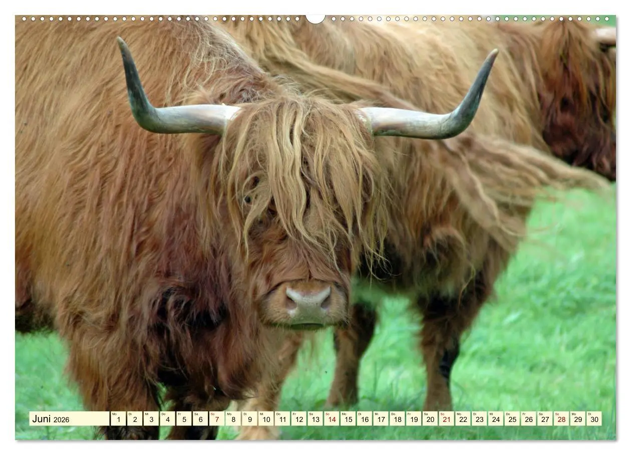 Bild: 9783457724330 | Die anmutigste Rinderrasse - Das schottische Hochlandrind...