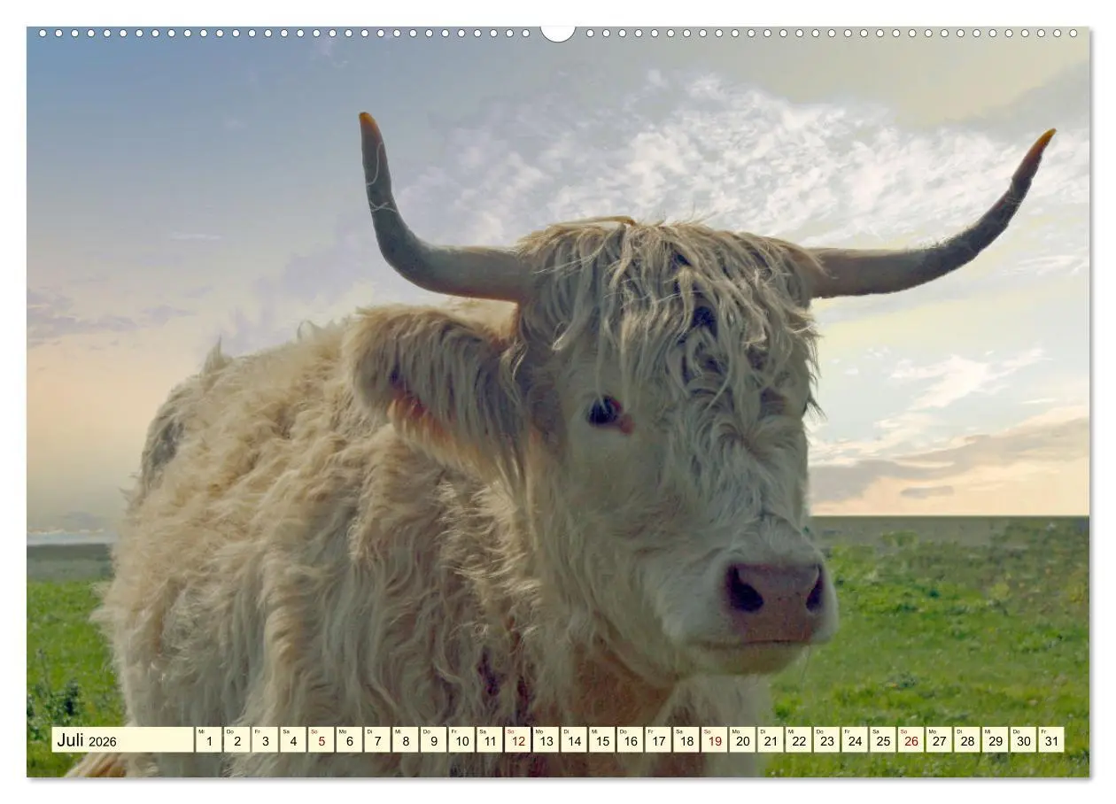 Bild: 9783457724330 | Die anmutigste Rinderrasse - Das schottische Hochlandrind...