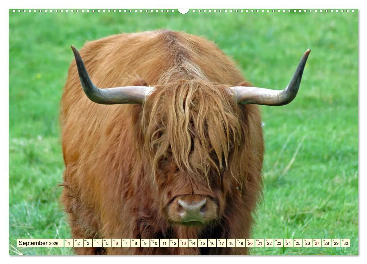 Bild: 9783457724330 | Die anmutigste Rinderrasse - Das schottische Hochlandrind...