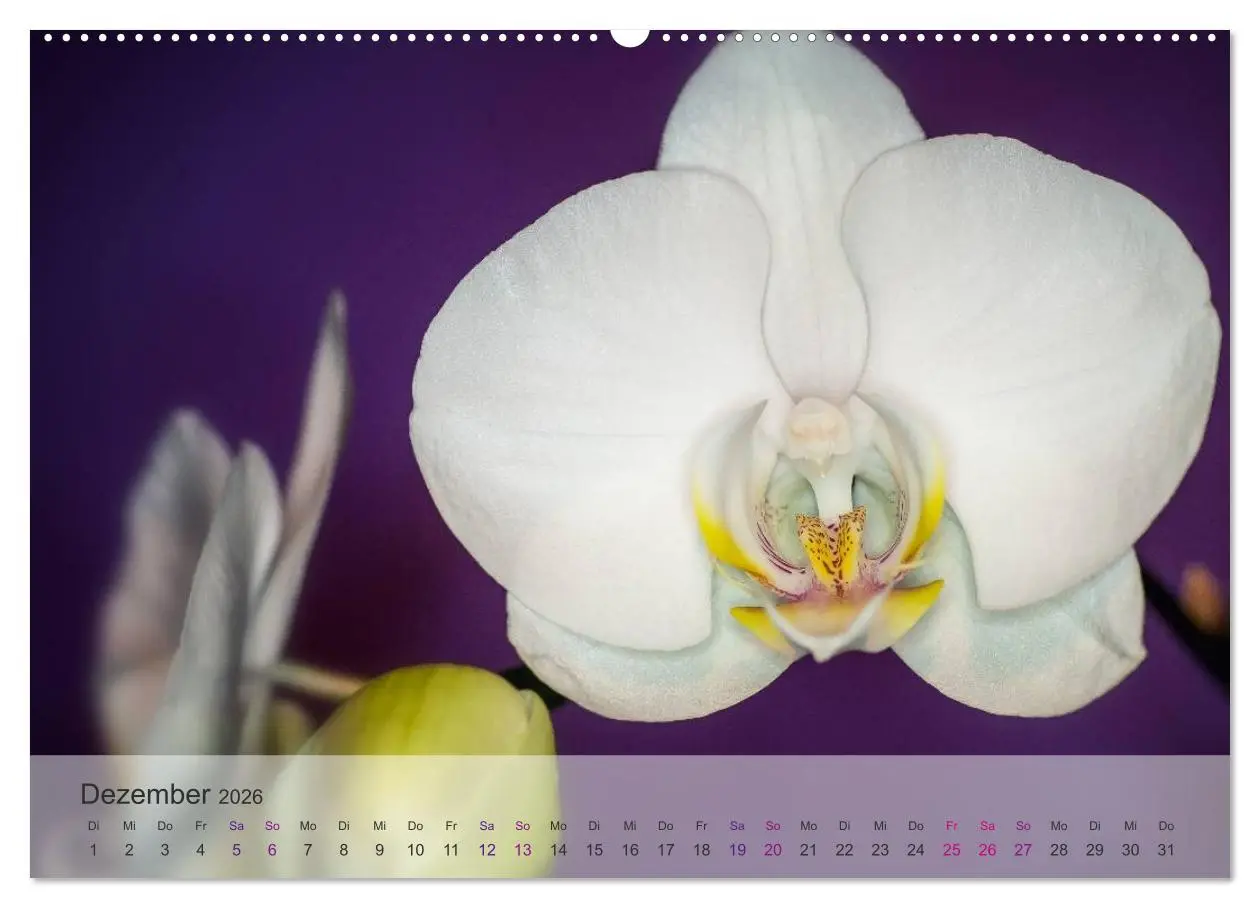 Bild: 9783516124330 | Phalaenopsis - die zauberhafte Welt der Orchideen (hochwertiger...
