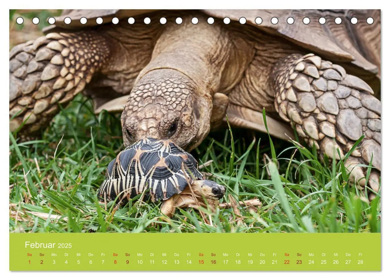 Bild: 9783435314430 | Meine Schildkröten (Tischkalender 2025 DIN A5 quer), CALVENDO...