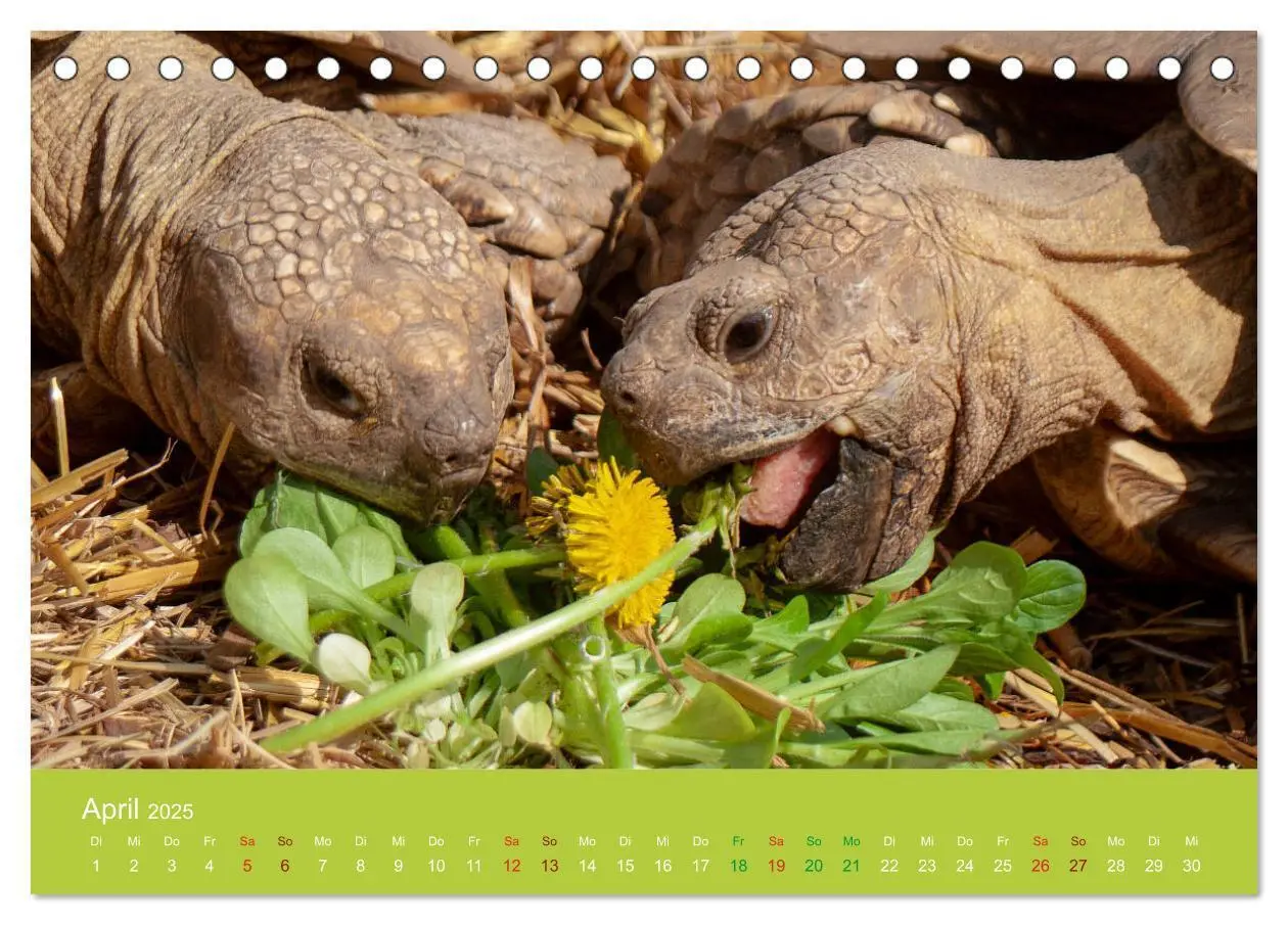 Bild: 9783435314430 | Meine Schildkröten (Tischkalender 2025 DIN A5 quer), CALVENDO...