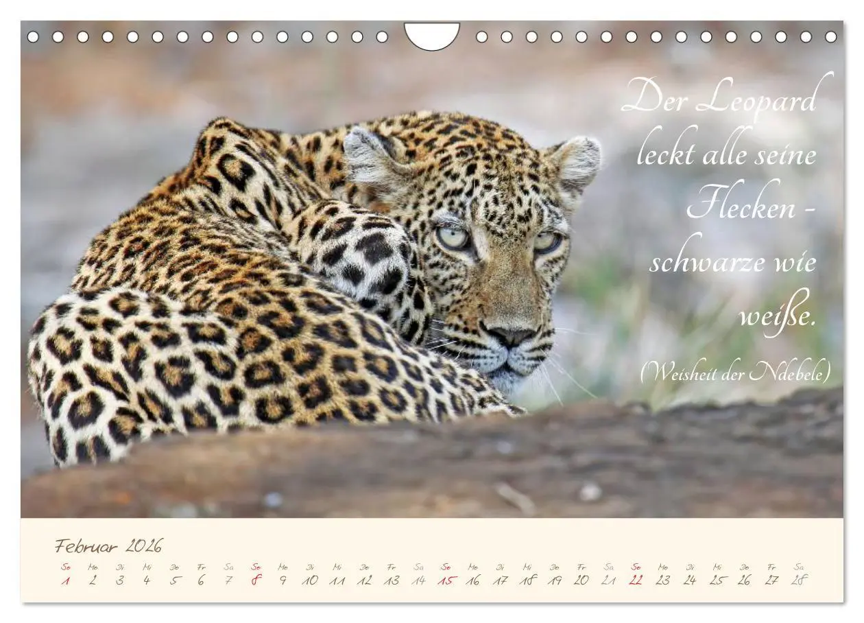 Bild: 9783457944530 | AFRIKA mit einem Hauch von Poesie (Wandkalender 2026 DIN A4 quer),...