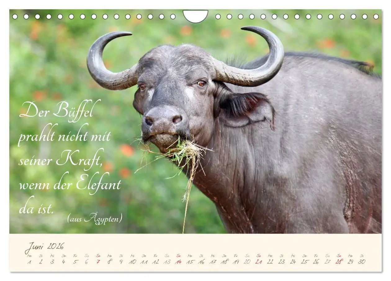 Bild: 9783457944530 | AFRIKA mit einem Hauch von Poesie (Wandkalender 2026 DIN A4 quer),...