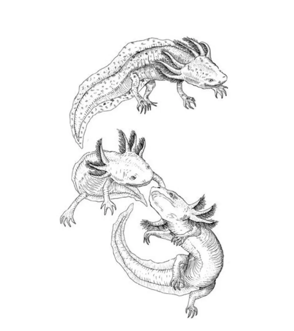 Bild: 9783442774630 | Die ewige Jugend des Axolotls | Andrés Cota Hiriart | Taschenbuch