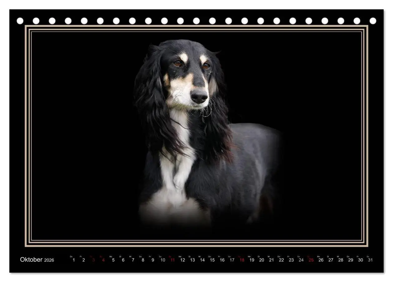 Bild: 9783457544730 | Saluki 2026 (Tischkalender 2026 DIN A5 quer), CALVENDO Monatskalender